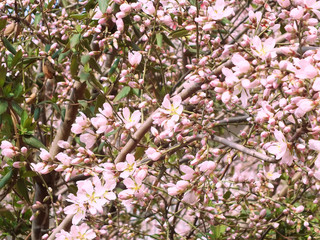 Almond tree blossoms. Natural springtime background