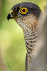 Gavilan (Accipiter nisus) portrait