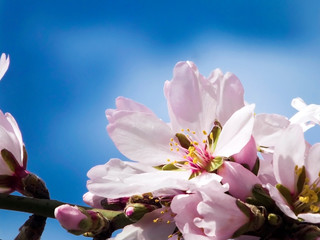 Almond blossom against blue sky