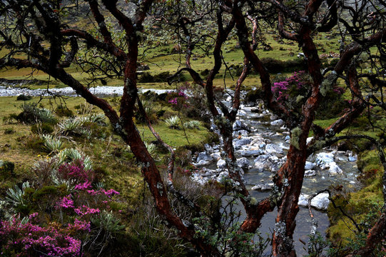 Paramo