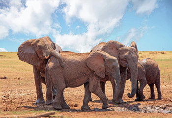 Small herd of elephants on the shoreline of Lake Kariba.  One elephant is resting its trunk on the back of another.  Matusadona National Park, Zimbabwe