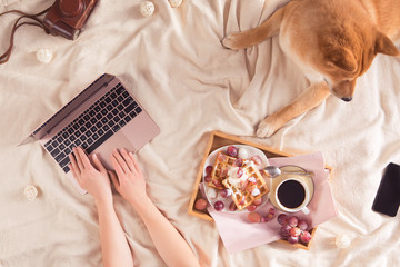 Top view of workspace with laptop, girl's hands, red Shiba Inu dog, cup of coffee and belgian waffles on cozy background in home bedroom. Flat lay of feminine freelancer working place