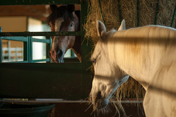 Horses in barn stalls eating hay from feeder