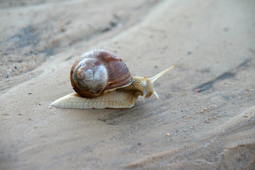 Snail crawling on the sand.