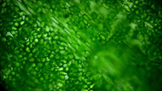 Leaf stomata under the microscope