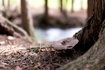 Wild Mushroom