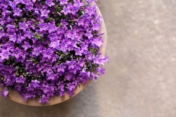 Campanula muralis flowers or violet bellflowers growing in a flowerpot, top view.