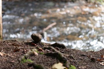 Root at creek
