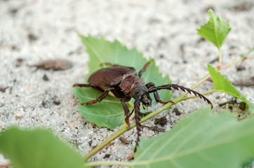 Prionus coriarius. A large beetle of barbel in its natural habitat. Fauna of Ukraine. Shallow depth of field, closeup.