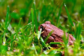 Toad