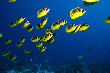 Fototapeta na wymiar School of bright yellow fish swim past the camera in blue tropical water