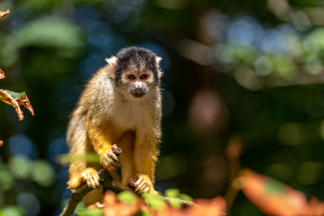 Bolivian squirrel monkey is watching