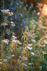 Beauty wild flowers under the evening sun, environmental backgrounds