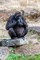 gorilla woman waits for food