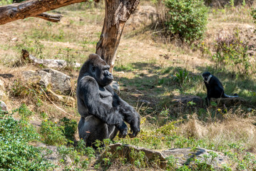 Naklejka premium Silverback wait for the food