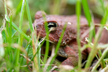 Toad