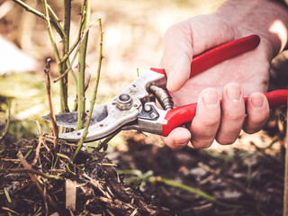 rose pruning