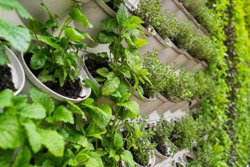 mint and herbs in a pot