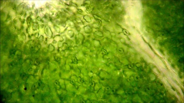 Leaf stomata under the microscope