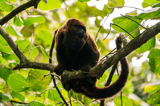 Bugio na Serra da Cantareira, S&atilde;o Paulo, Brasil