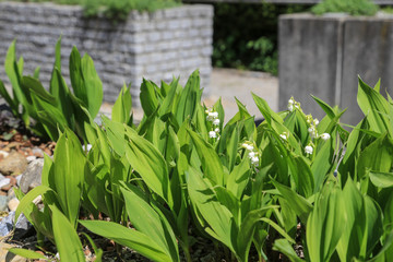 Gartengestaltung: Maiglöckchen in Pflanzkübeln und mit Splitt dekoriert 