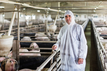 Veterinarian in pigs indoors farm, production of red meat © Avatar_023