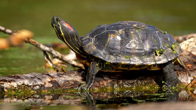 Red-eared slider terrapin 