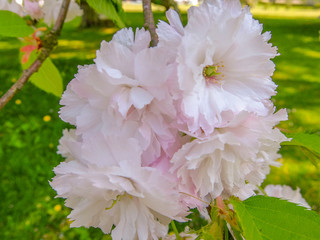pink flowers in the garden