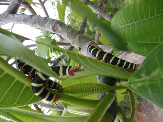 caterpillars