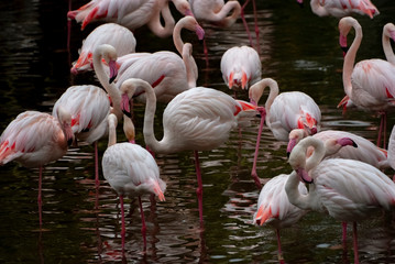 Pink Flamingos Wading in a Pond. With their pink and crimson plumage, long legs and necks, and strongly hooked bills, flamingos cannot be mistaken for any other type of bird. Seen here in Kowloon.