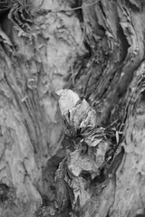 Details and Texture of Tree in Black and White 