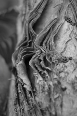 Details and Texture of Tree in Black and White 