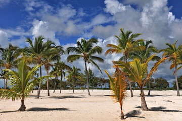 Naklejka na ściany i meble Beach with palm trees on the white sand.