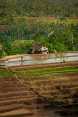 Dramatic Rice Terraces of Bali, Indonesia. The village of Belimbing boasts some of the most beautiful rice fields in all of Indonesia. The irrigation technique is masterful and studied worldwide.