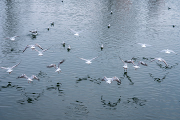 Vögel die über dem Wasser wegfliegen
