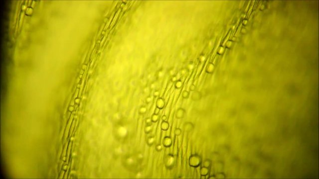 Leaf stomata under the microscope
