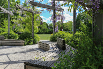 Garten- und Landschaftsbau: Holzbänke unter einer mit Blauregen begrünten Pergola