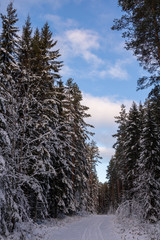 Beautiful winter sky with snowy trees and a trail in the forest