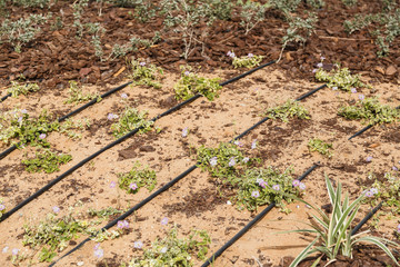irrigation sand and plant in desert