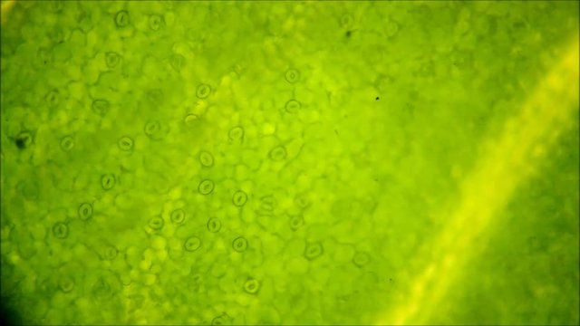 Leaf stomata under the microscope