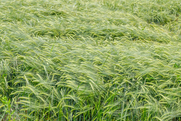 Young green wheat field, close view.