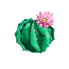 Round cactus flower watercolor illustration isolated