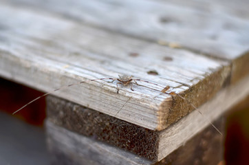 Acanthocinus aedilis. Timberman beetle sits on old board. Fauna of Ukraine. Shallow depth of field, closeup.