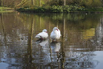 Two swans are cleaning feathers on the pond. Spring early morning, reflections of trees in the water. 
