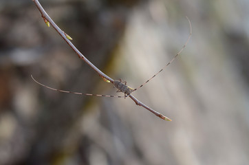 Acanthocinus aedilis. Timberman beetle sits on a branch in its natural habitat. Fauna of Ukraine....