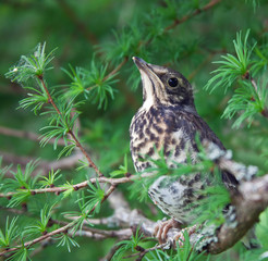 Chick-fledglings of the thrush on a branch of larch