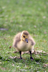 Duckling