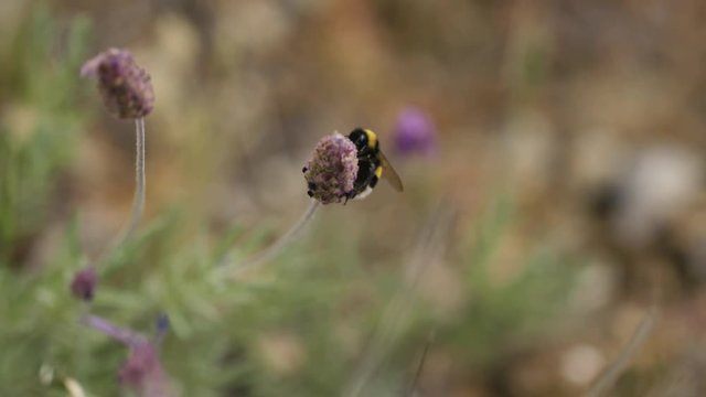 bumblebee in bloom slow motion