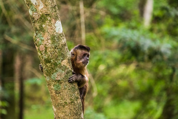 Macaco prego fotografado no horto florestal de São Paulo, Brasil