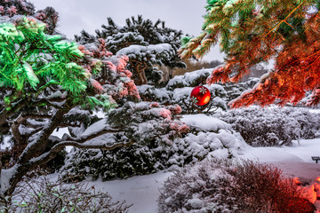 Christmas in the Garden